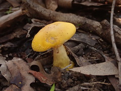Amanita flavella