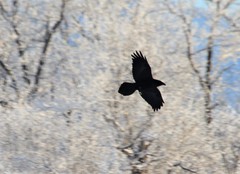 Corvus corax kamtschaticus