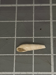 Eulima glabra