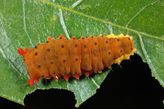 Trypanophora semihyalina