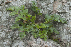 Kitagawia litoralis
