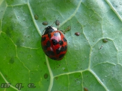 Harmonia axyridis