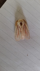 Grammodora nigrolineata