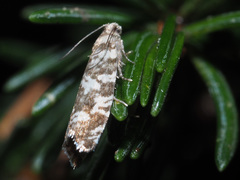 Epinotia tedella