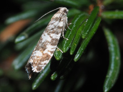 Epinotia tedella