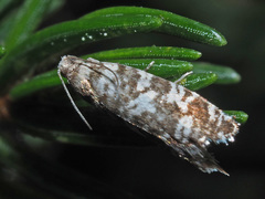 Epinotia tedella