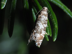 Epinotia tedella