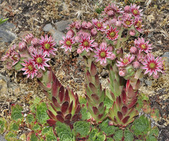 Sempervivum minutum