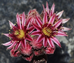 Sempervivum minutum