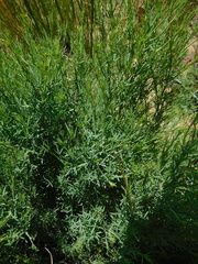 Psoralea forbesiae