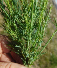 Psoralea forbesiae