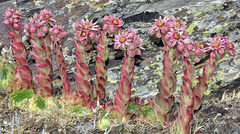 Sempervivum minutum