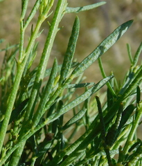 Psoralea forbesiae
