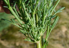 Psoralea forbesiae