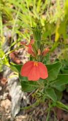 Crossandra mucronata
