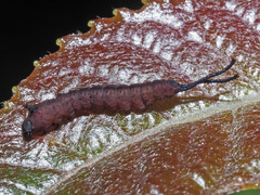 Cerura
