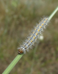 Eilema palliatella