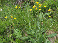 Crepis conyzifolia