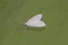 Gloora alba