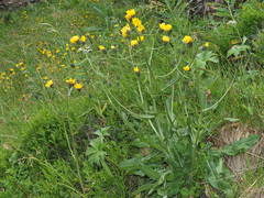 Crepis conyzifolia