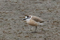 Charadrius marginatus