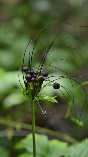 Polynesian Arrowroot