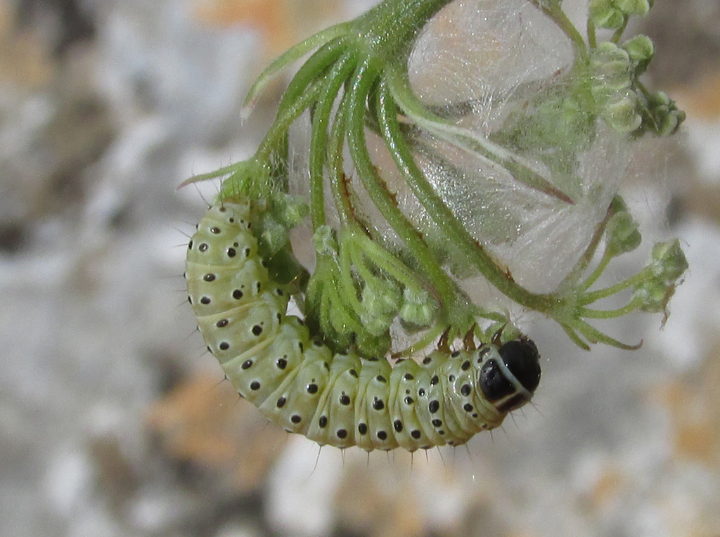 Depressaria libanotidella