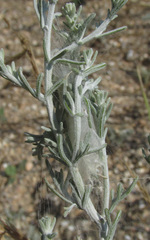 Loxostege clathralis