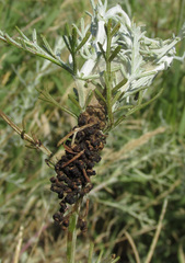 Loxostege clathralis