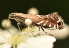 Glyphipterix simpliciella