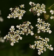 Glyphipterix simpliciella