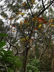 Liquidambar formosana