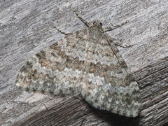 Entephria caesiata
