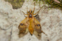 Trichacantha atranupta