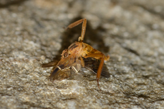 Trichacantha atranupta