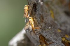 Trichacantha atranupta