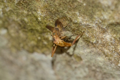 Trichacantha atranupta