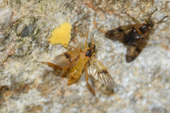 Trichacantha atranupta