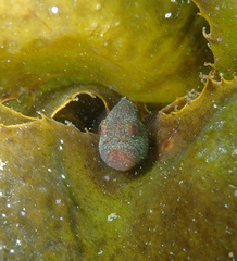 Vincentia novaehollandiae