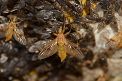 Trichacantha atranupta