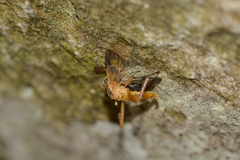 Trichacantha atranupta