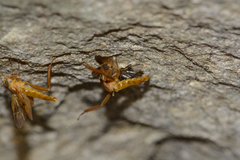 Trichacantha atranupta