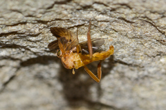 Trichacantha atranupta
