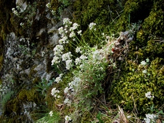 Schivereckia podolica