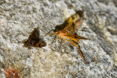Trichacantha atranupta
