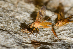 Trichacantha atranupta