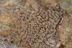 Trichacantha atranupta