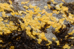 Trichacantha atranupta