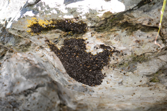Trichacantha atranupta