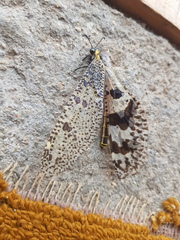 Palpares speciosus
